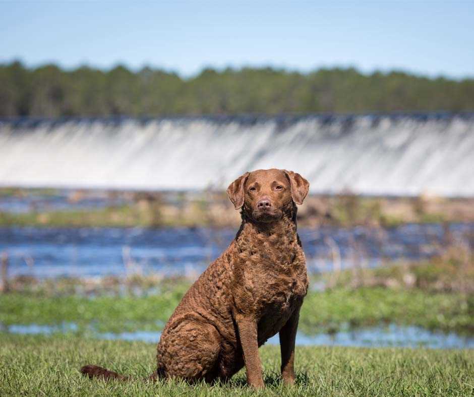 Don't miss the opportunity to witness the extraordinary Chesapeake Bay Retriever in all its glory through these stunning pictures. They truly capture the essence of this remarkable dog breed.
