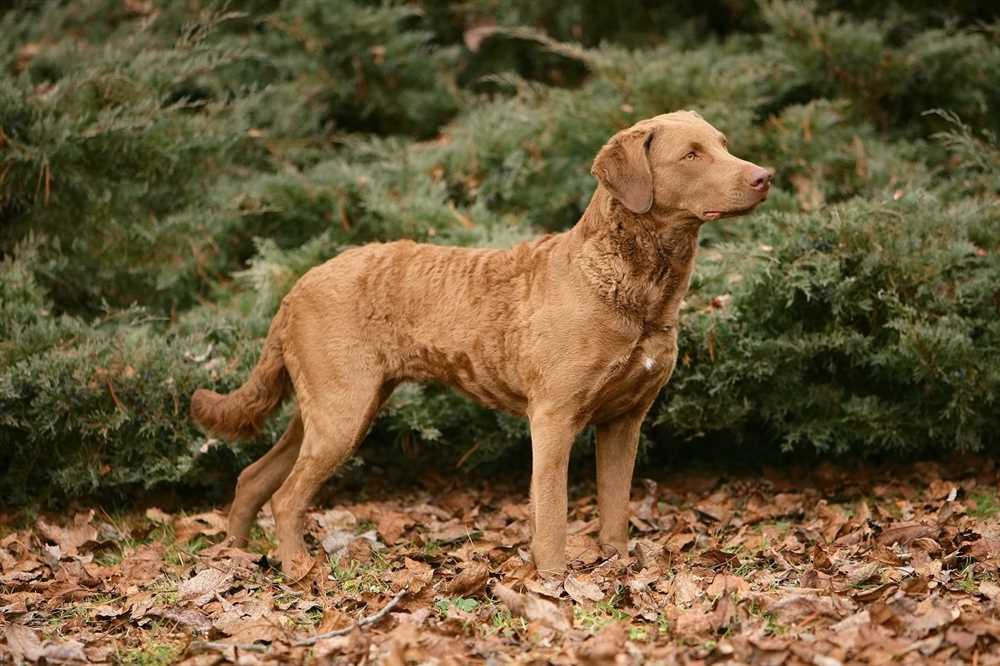 Capturing the essence of the Chesapeake Bay Retriever: Stunning pictures of a remarkable dog breed