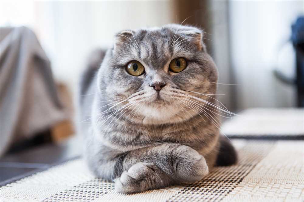Understanding the Unique Nutritional Needs of a Scottish Fold