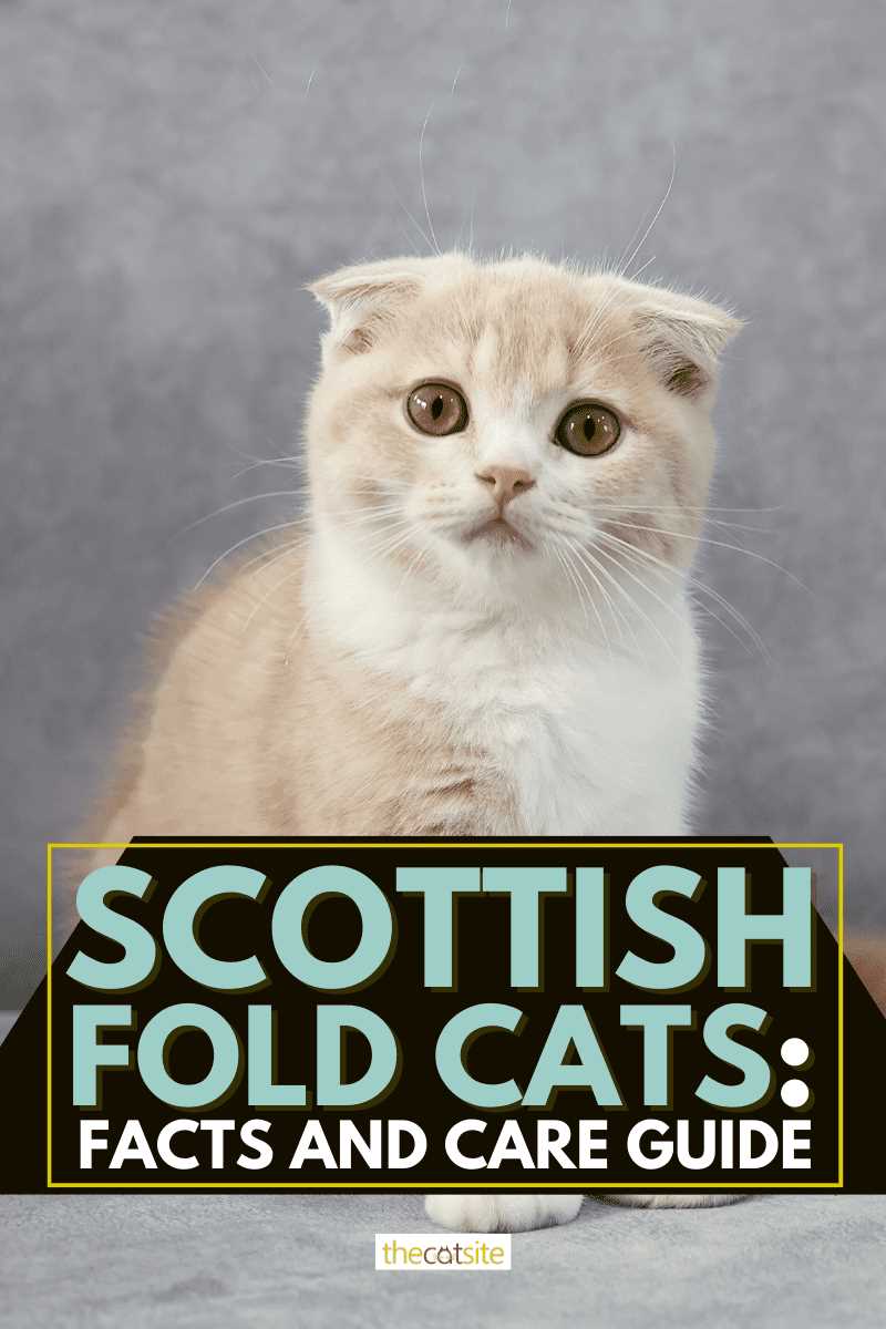 Caring for a Scottish Fold: Tips for Proper Nutrition and Grooming