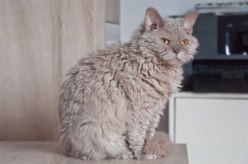 Tips for Grooming and Maintaining the Unique Coat of a Selkirk Rex Cat