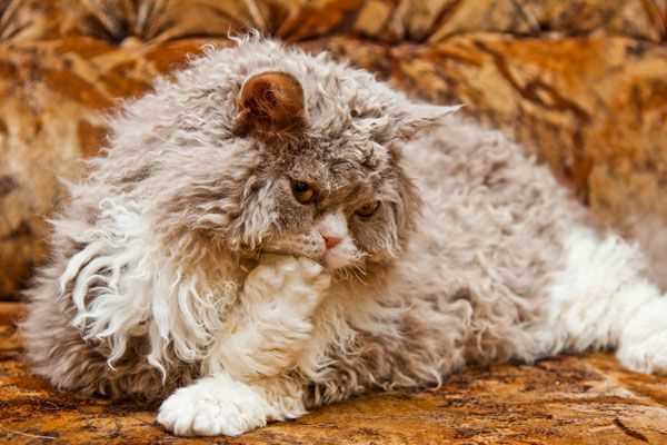 Caring for a Selkirk Rex: Tips for Grooming and Maintaining the Breed's Unique Coat