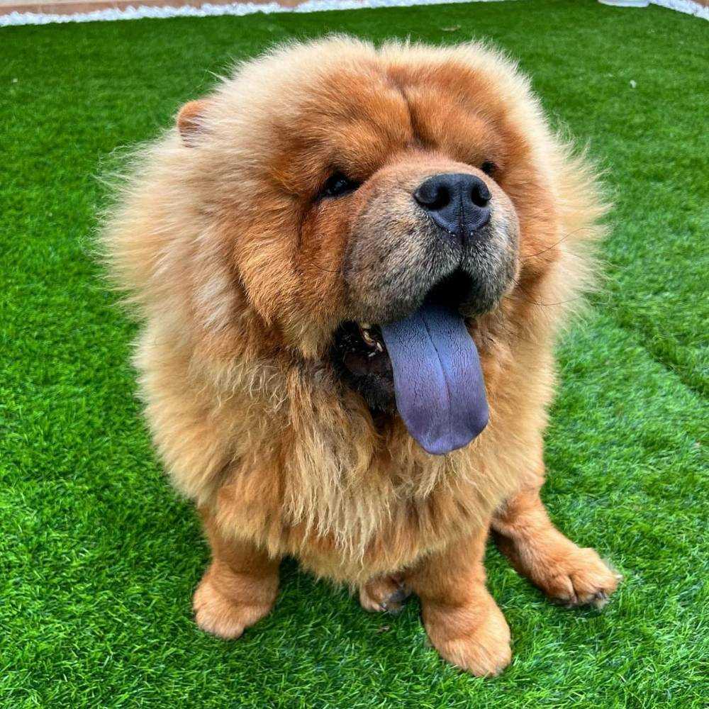 Essential Care for your Chow Chow