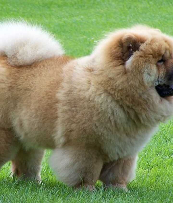 Caring for your Chow Chow: Tips and Advice for Keeping your Furry Friend Healthy and Happy