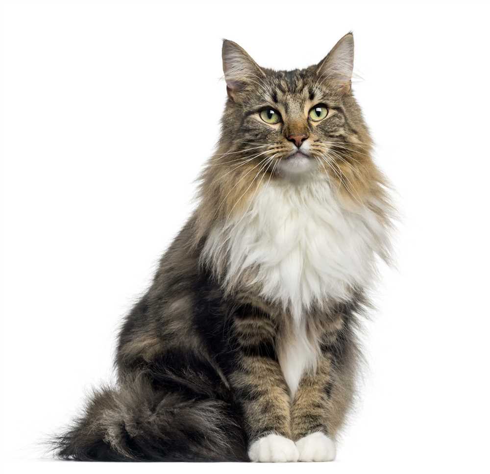 Caring for Your Norwegian Forest Cat: Tips and Advice