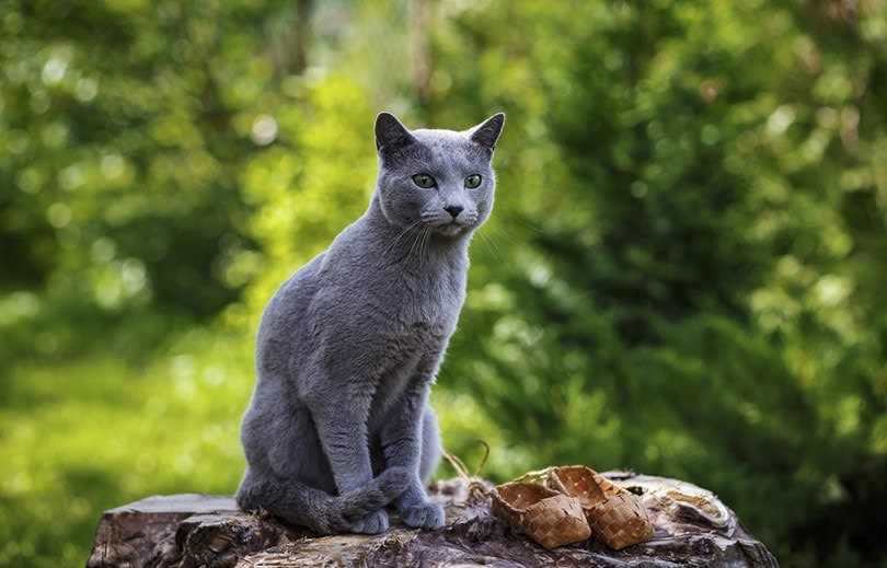 Caring for Your Russian Blue: Tips and Tricks for a Happy Feline