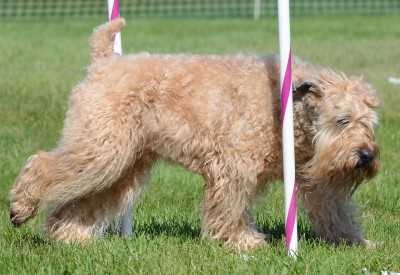 Caring for Your Soft Coated Wheaten Terrier: Tips and Tricks
