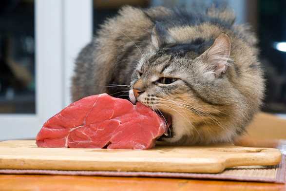 Essential Information about Cat Nutrition: 