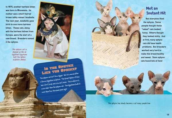 Honoring the Sphynx Breed: An Exploration of its Variation