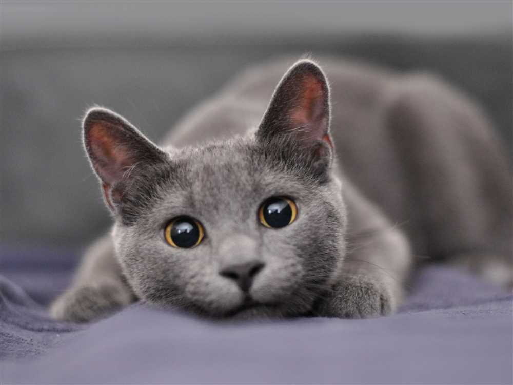 Chartreux Cats: The Ideal Blend