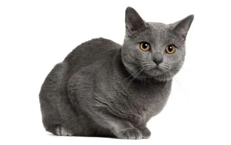 Chartreux Cats: The Perfect Combination of Elegance and Playfulness