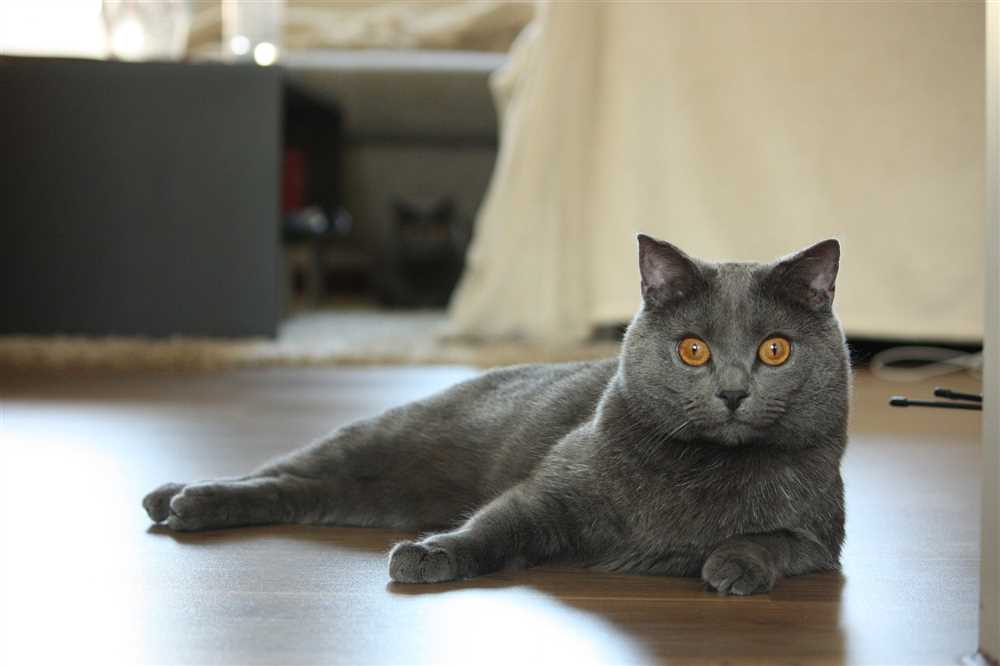 Chartreux: The Gentle and Devoted Feline Companion