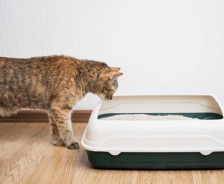 Choosing the Best Cat Litter: A Comprehensive Guide