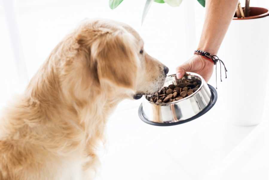 Selecting the Top Dry Dog Food for Your Furry Pal