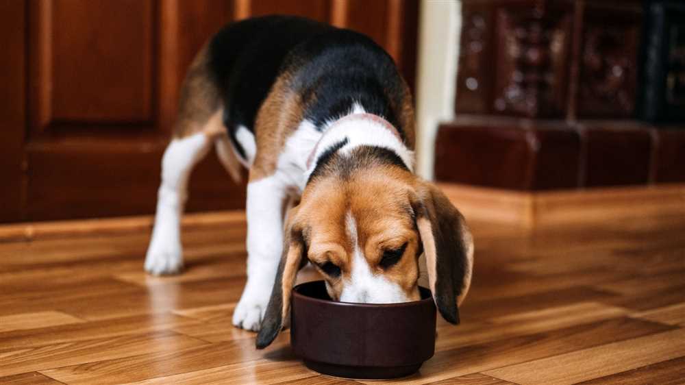 Choosing the Best Grain Free Dog Food for Your Pet