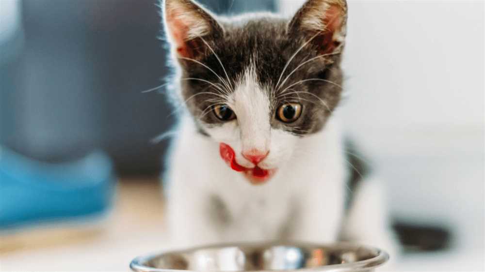 Tips for Selecting Nutritious Cat Food
