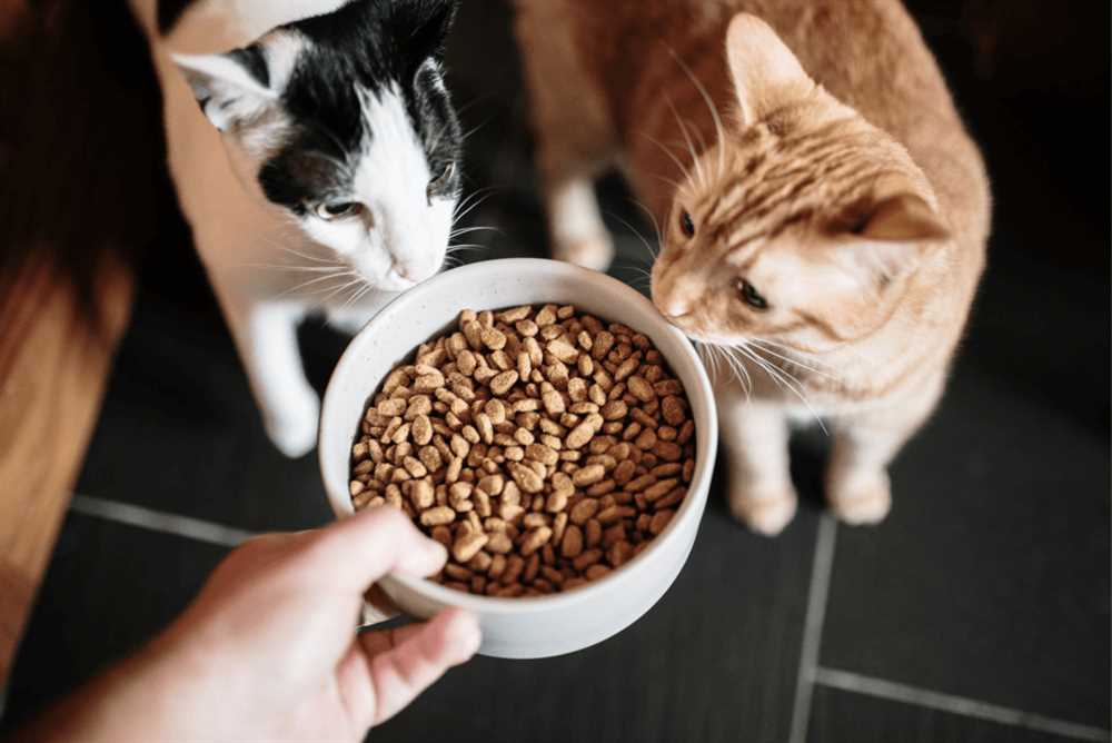The Benefits of Choosing the Right Cat Food