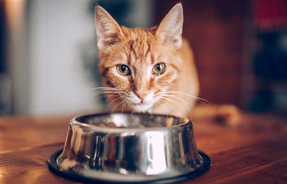 Why Choosing the Right Cat Food Matters
