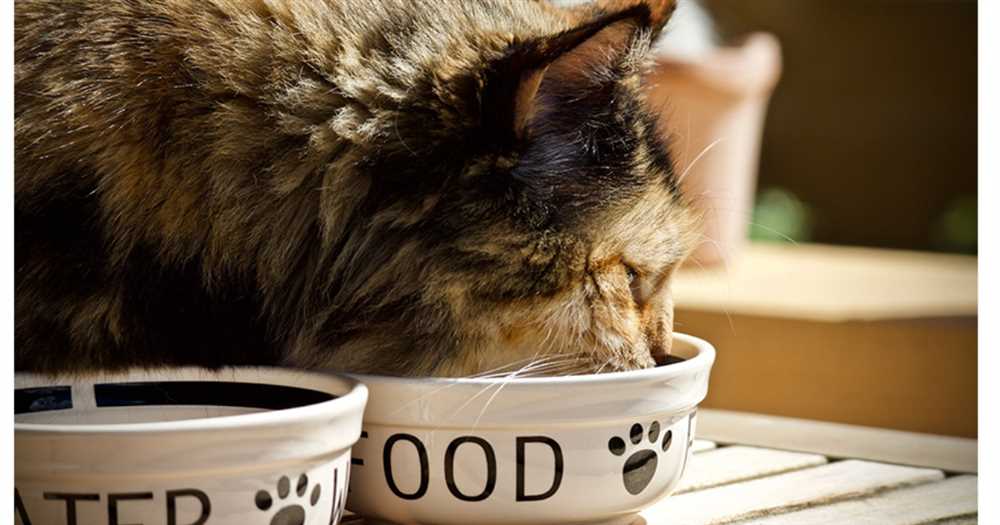 Choosing the Right Cat Food: Tips for a Healthy Feline
