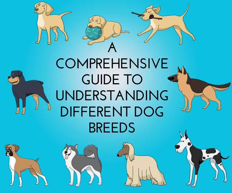 Choosing the Right Dog Breed for You: Factors to Consider