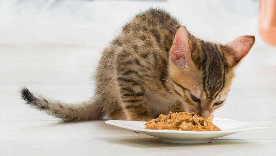 Choosing the Right Dry Cat Treats for Your Pet: A Comprehensive Guide