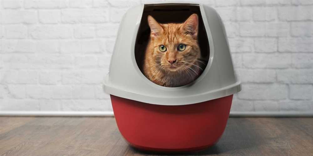 Determine Your Cat's Litter Box Monitoring Needs
