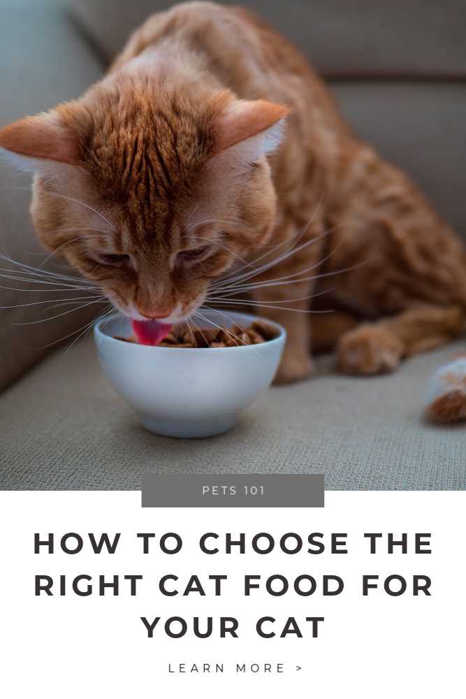 Selecting the Appropriate Senior Feline Food: Things to Consider and Things to Steer Clear Of