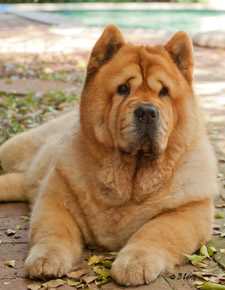 Unveiling the Mesmerizing Spectrum of Coats and Colorations Found Within the Exquisite Chow Chow Breed