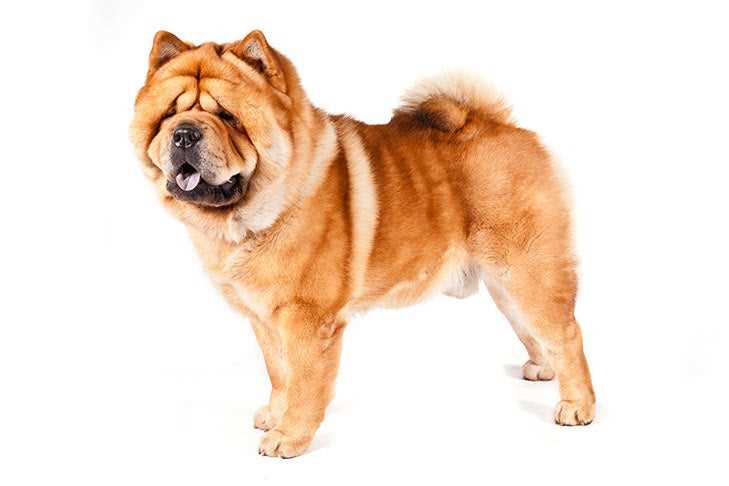 Chow Chow Personality: Exploring the Distinctive Traits of this Self-reliant and Devoted Canine