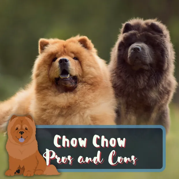 Chow Chow Temperament: Understanding the Unique Characteristics of this Independent and Loyal Dog