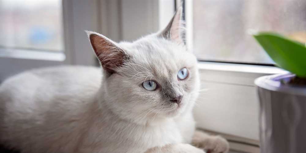 Unique Features of the Colorpoint Shorthair Breed: