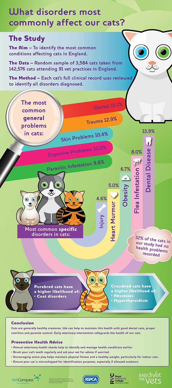 Standard Feline Sicknesses: Symptoms, Treatments, and Precautions