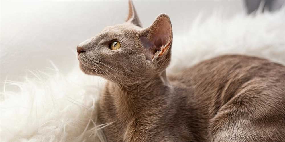Common Health Issues and Care Tips for Oriental Cat Owners