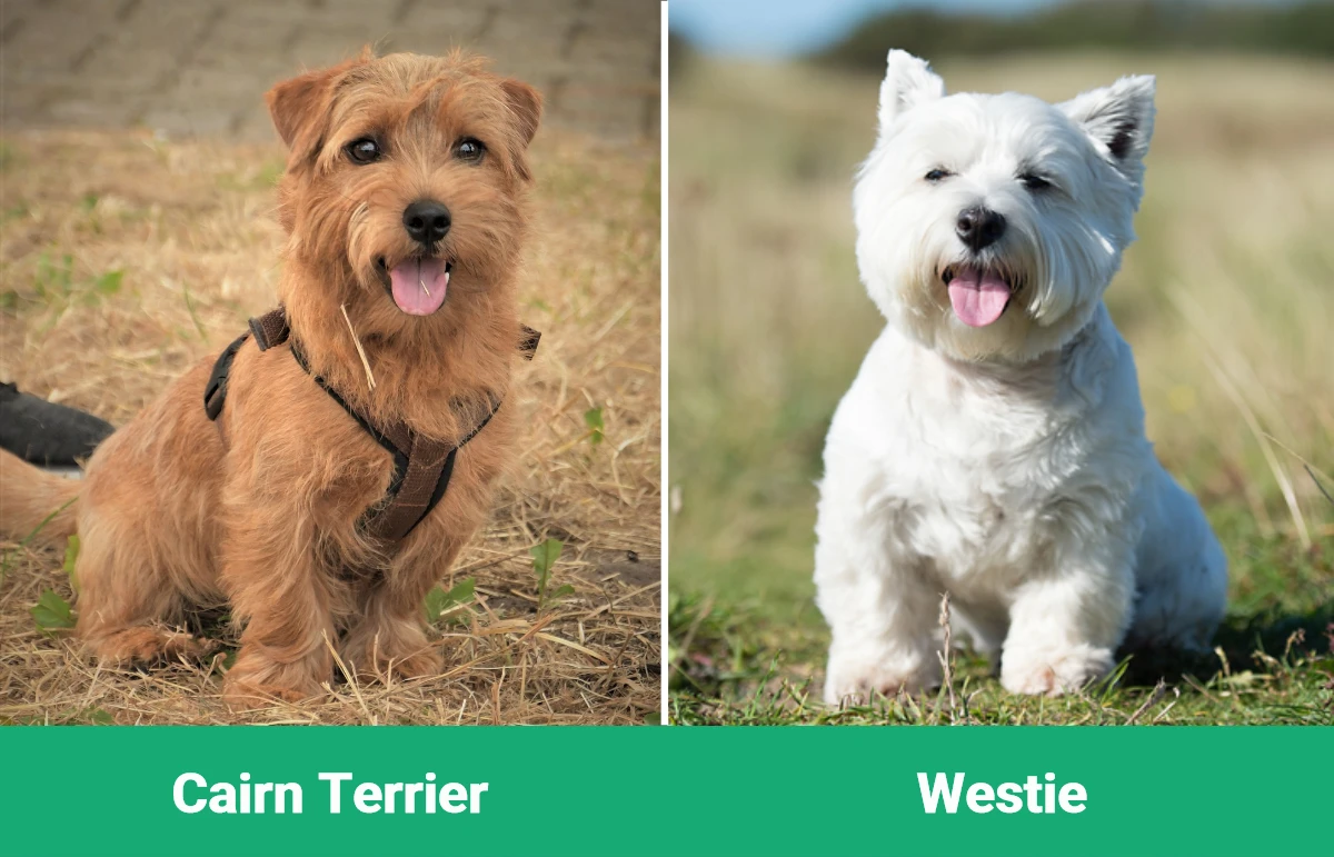 Learn about the Origins and History of the Cairn Terrier