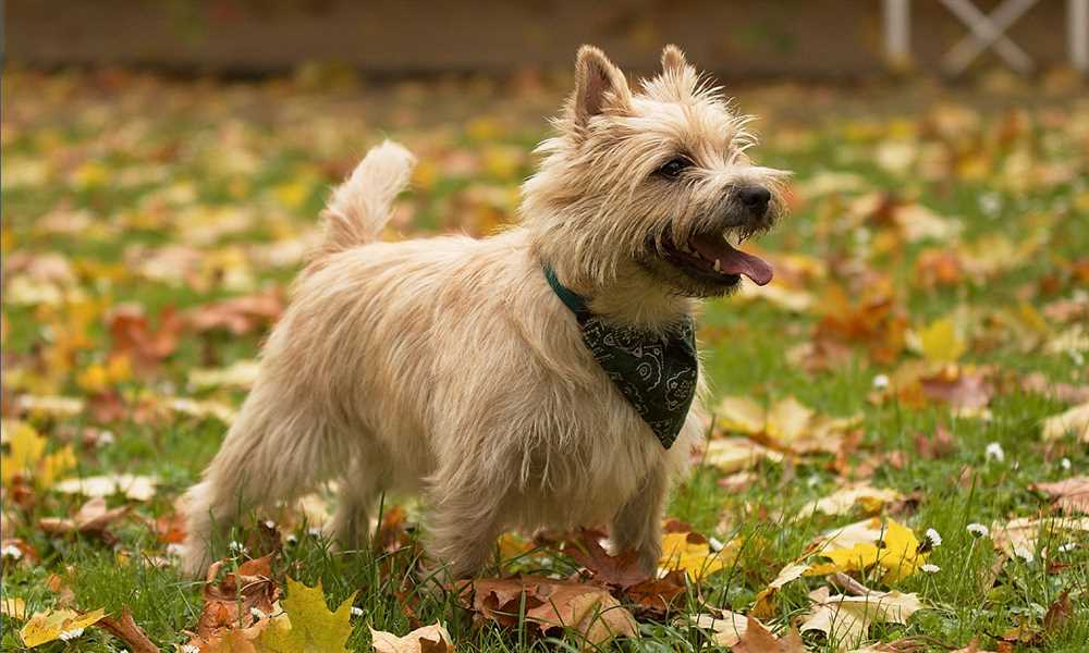 Discover the Adorable Charm of the Cairn Terrier: A Picture Guide to this Beloved Dog Breed