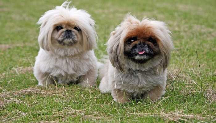 Uncover the Cutest Pekingese Dog Breed