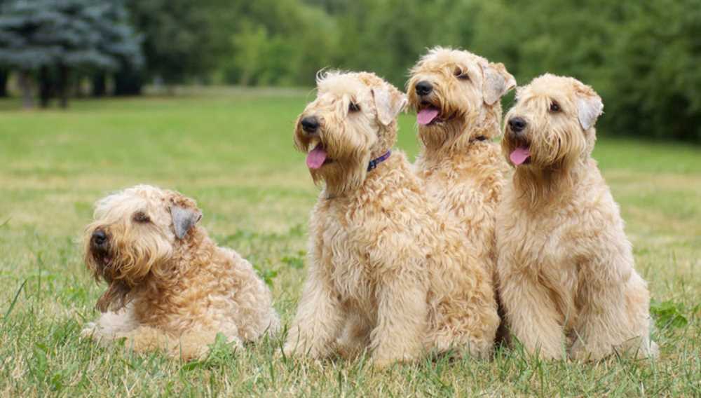 Uncover the Charming Soft Coated Wheaten Terrier: A Perfect Companion