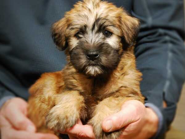 Learn More About the Soft Coated Wheaten Terrier