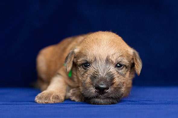 Explore the Soft Coated Wheaten Terrier's Characteristics
