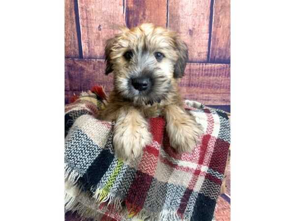 Discover the Adorable Soft Coated Wheaten Terrier: A Picture-Perfect Companion