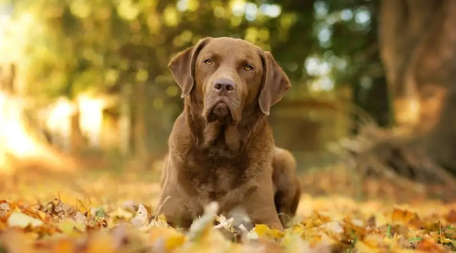 The Chesapeake Bay Retriever: A Breed of Charm and Power