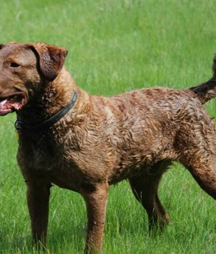 Discover the beauty and strength of the Chesapeake Bay Retriever dog breed