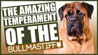 Witness the Allure of Bullmastiffs: A Visual Celebration of this Remarkable Breed