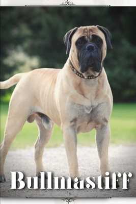 Discover the Beauty of Bullmastiffs: A Visual Tribute to this Remarkable Breed