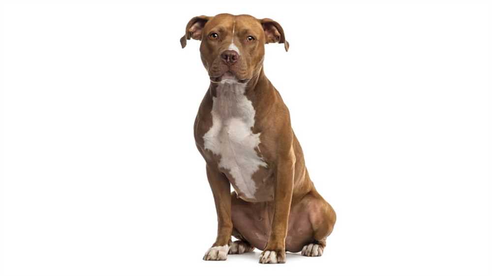 Discover the Beauty of the American Staffordshire Terrier: A Stunning Dog Breed Picture
