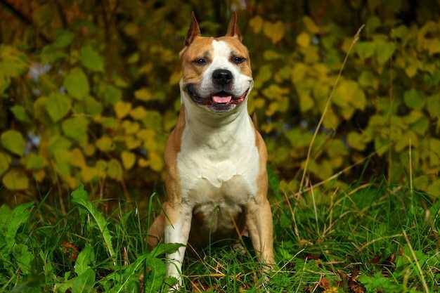 Explore the Gorgeous American Staffordshire Terrier