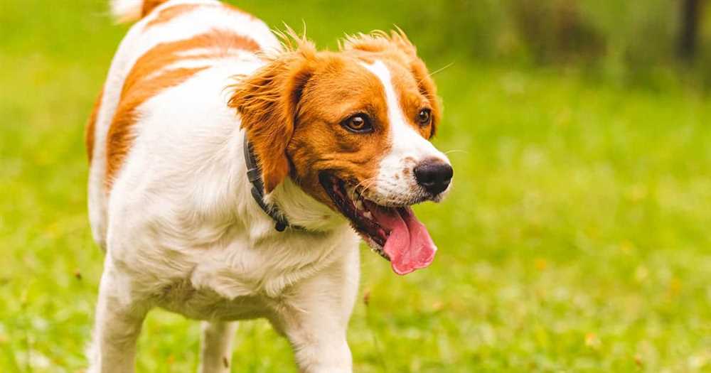 Discover the beauty of the Brittany dog breed through stunning pictures