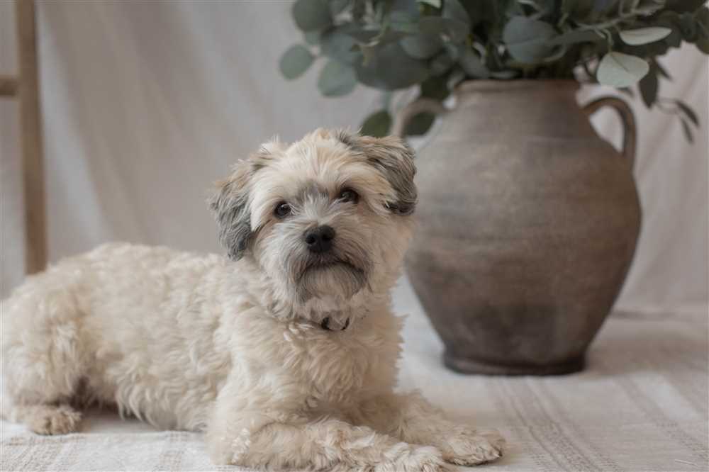 Uncover the Allure of Havanese Dogs