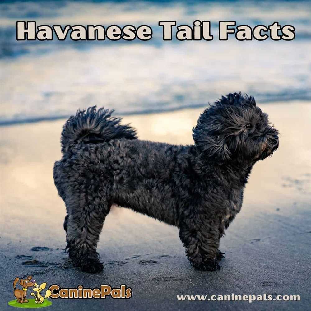 Discover the Irresistible Charm of Havanese Dogs