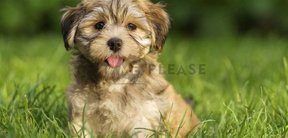 Explore the Enchanting World of Havanese Dogs